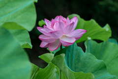 蓮の葉と花