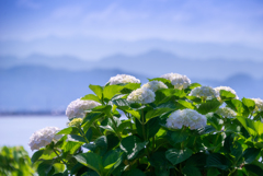 白い紫陽花と山並み