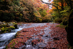 渓流の紅葉
