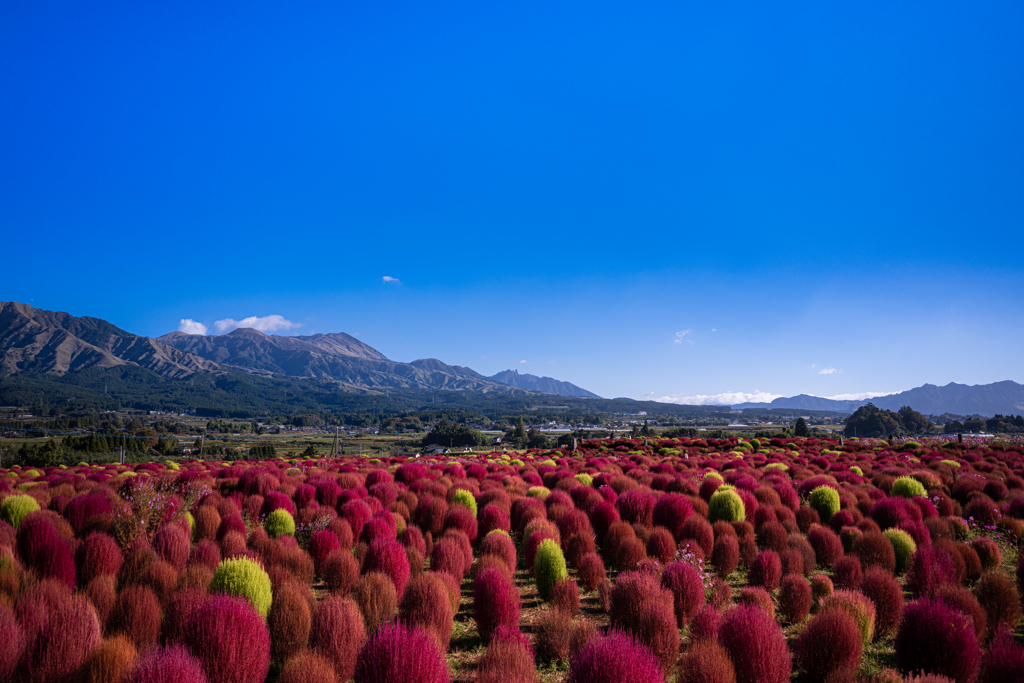 噴煙をあげる阿蘇中岳と色付くコキア畑