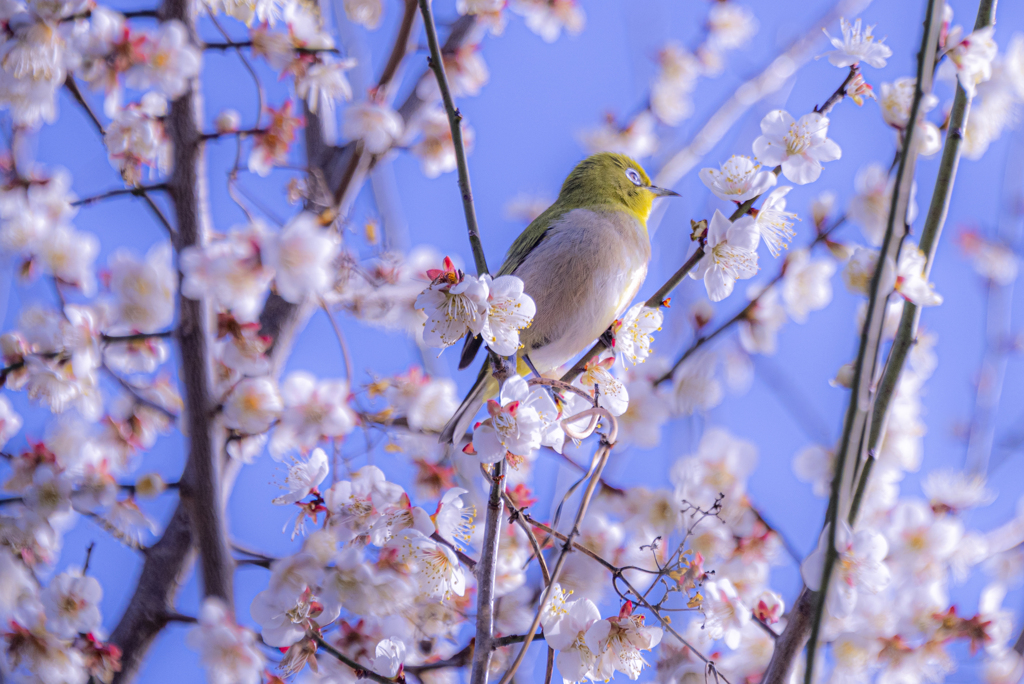 満開の梅に囲まれて