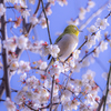 満開の梅に囲まれて