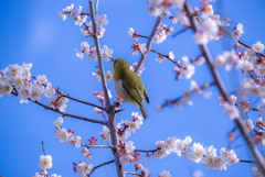 去年の近所の梅
