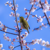 去年の近所の梅