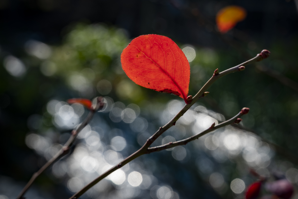 最後の紅葉