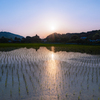 水田の光の道
