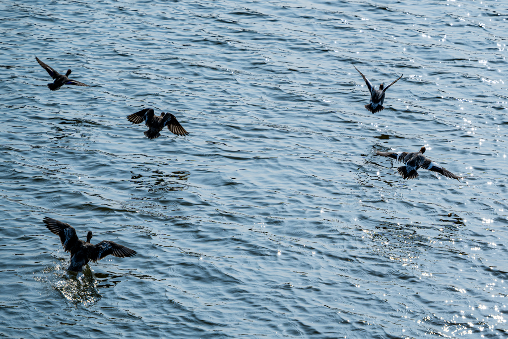水鳥の飛翔