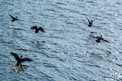 水鳥の飛翔