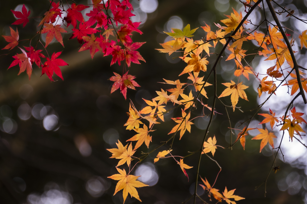 散りゆく紅葉