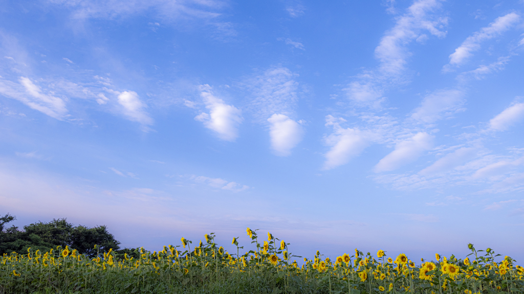 梅雨の晴れ間の空とひまわり