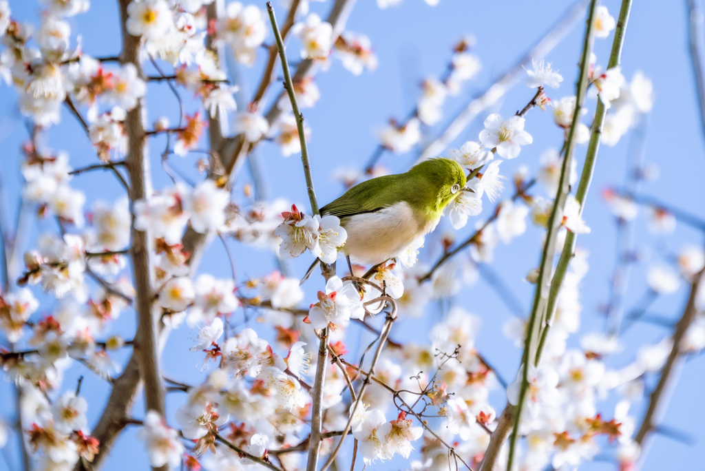 満開の梅に囲まれて