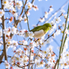 満開の梅に囲まれて