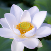 蜜に誘われて