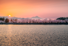 落日の桜並木
