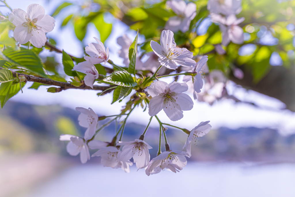 最後の桜