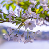 最後の桜