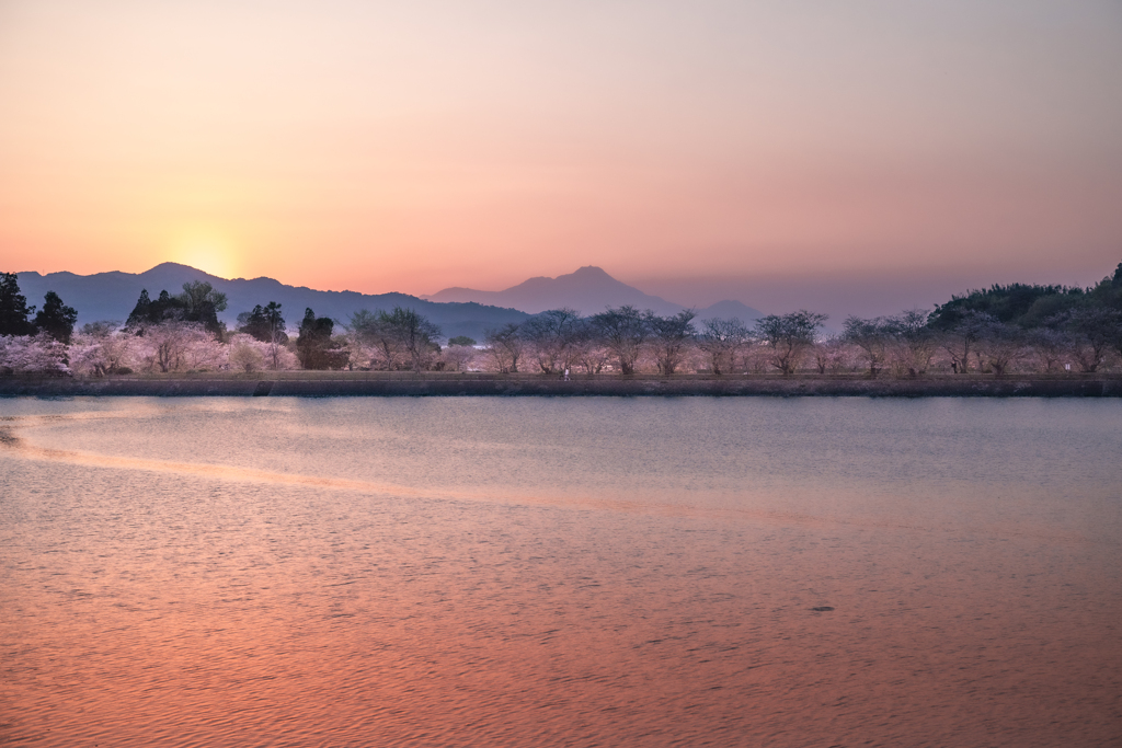 桜並木の夕暮れ