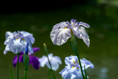 肥後花菖蒲