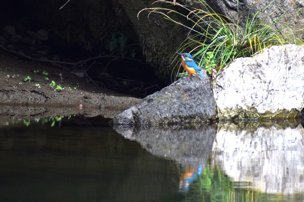 立神峡のカワセミ
