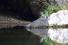 立神峡のカワセミ