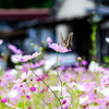 満開のコスモスに蝶が舞う