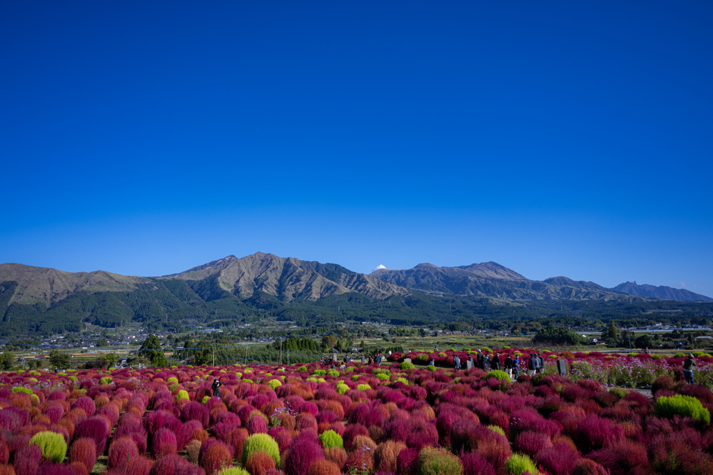 秋晴れの南阿蘇と色付くコキア