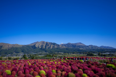 秋晴れの南阿蘇と色付くコキア