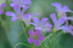 陽光の中で