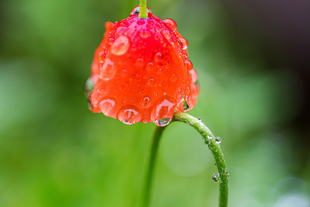 雨の雫Ⅱ