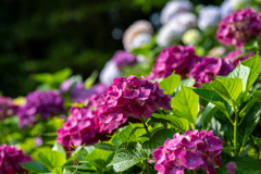 色付く紫陽花小路