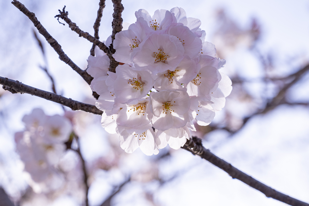 桜の手毬