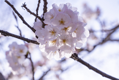 桜の手毬