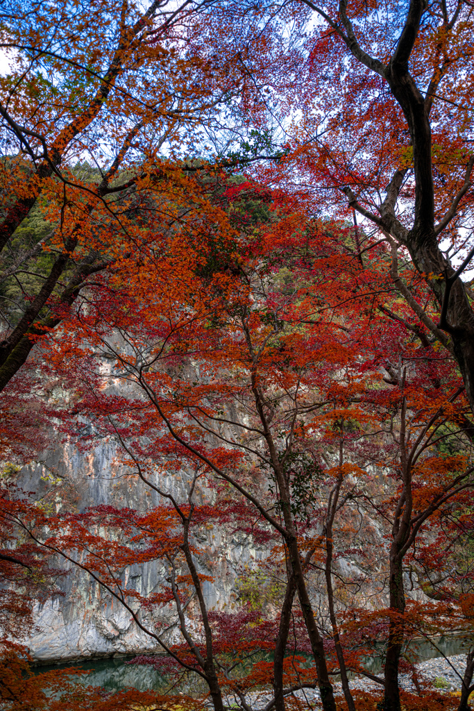 渓谷に聳える紅葉