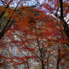 渓谷に聳える紅葉