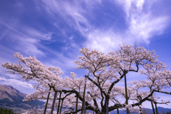 青空に輝く一本桜