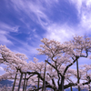 青空に輝く一本桜