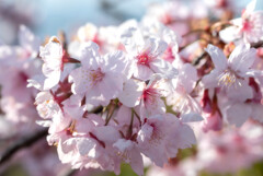 河津桜