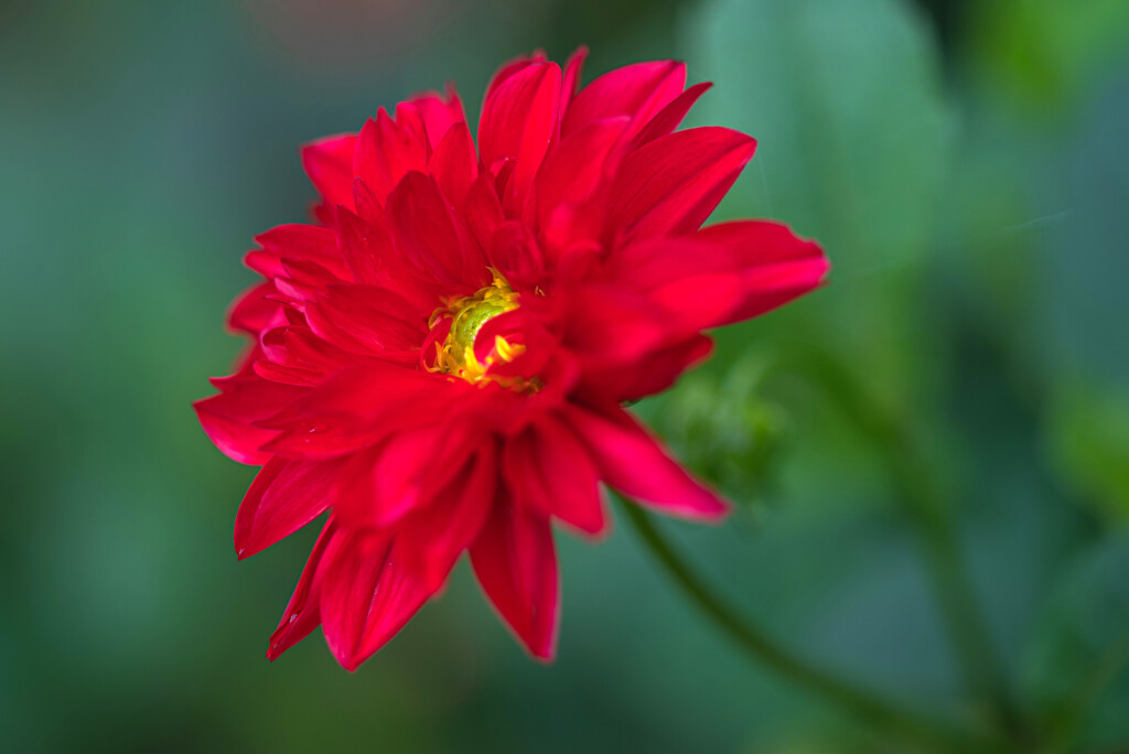 散りゆく花の輝き