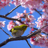 満開の河津桜に囲まれて