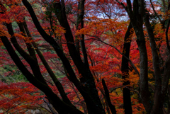 紅く染まる渓谷