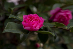 公園の山茶花