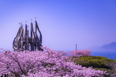 御立岬満開の河津桜