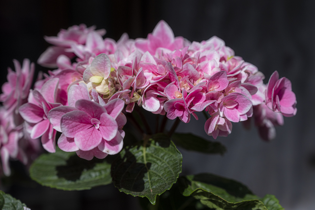 ピンクの紫陽花