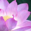 揺れる花弁