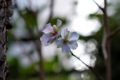 10月の桜