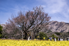 咲き終えた一心行の大桜