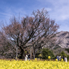 咲き終えた一心行の大桜