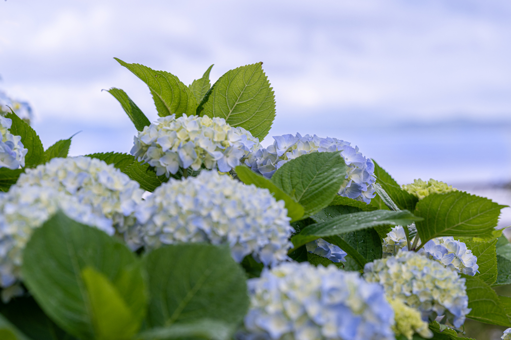 曇りの海と薄いブルーの紫陽花