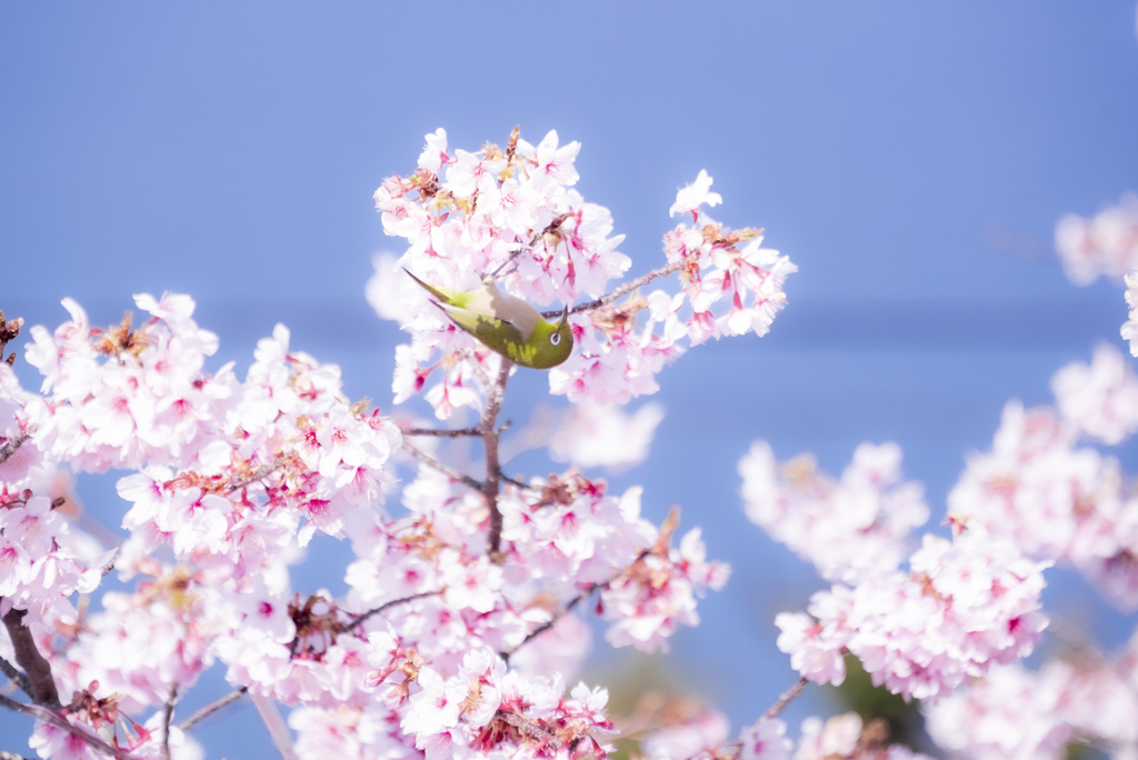 海と桜とサクジロー