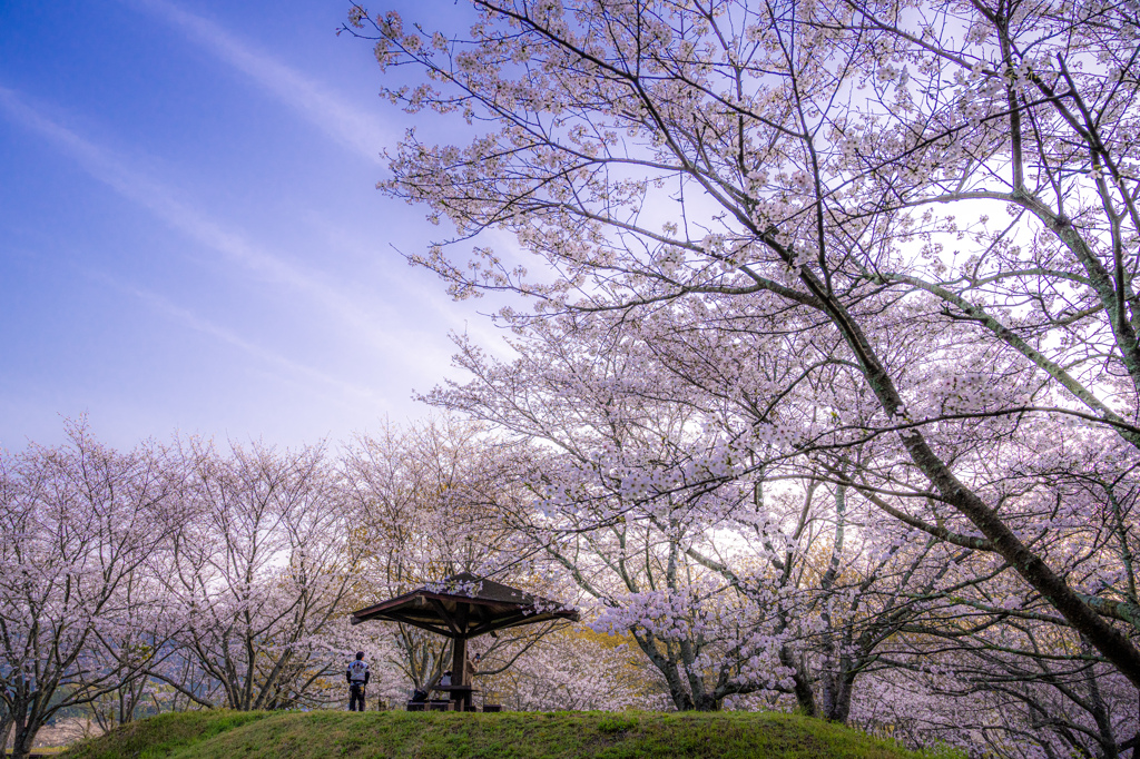 満開の桜を見つめて